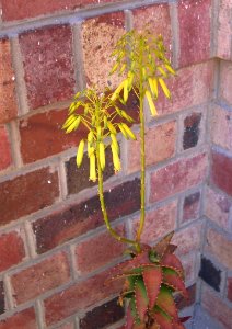 Aloe pearsonii in cultivation - SA1