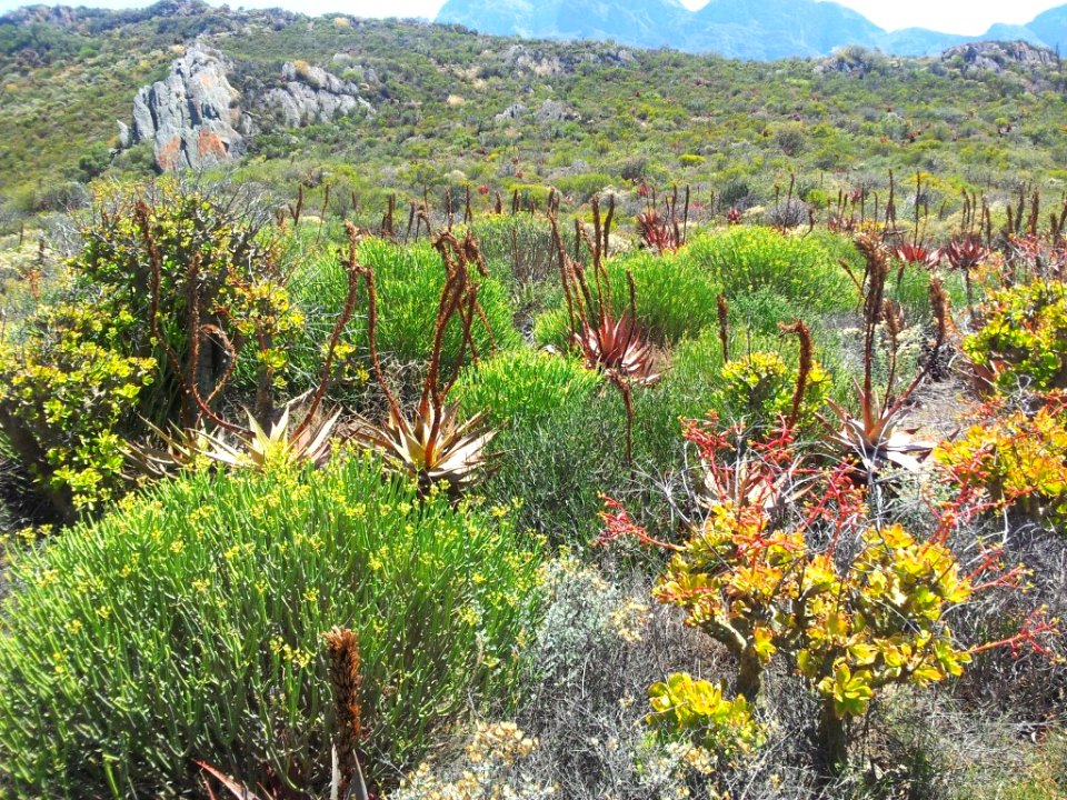Aloe microstigma and tylecodon paniculatus in Robertson Karoo vegetation