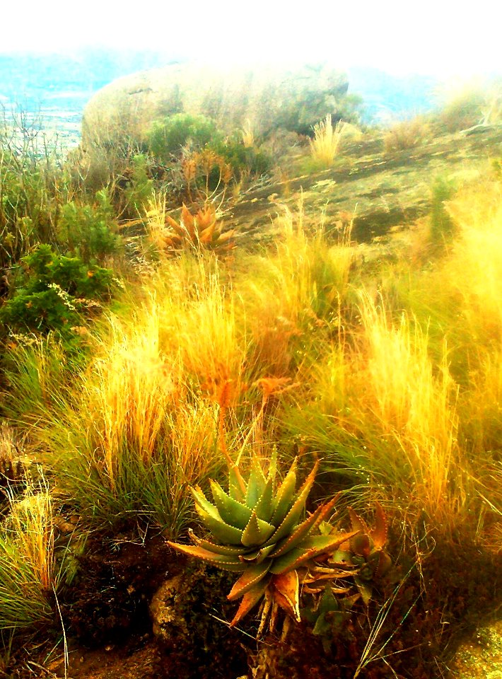 Aloe perfoliata - Paarl - South Africa 3