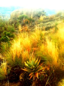 Aloe perfoliata - Paarl - South Africa 3