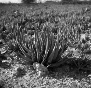 Aloeplanten op Aruba, Bestanddeelnr 252-7946