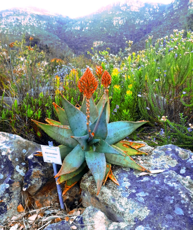 Aloe perfoliata-comptonii - Cape Town