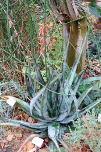 Aloe affinis - Botanischer Garten, Dresden, Germany - DSC08917