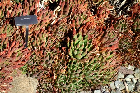 Aloe perfoliata (Aloe mitriformis) - Leaning Pine Arboretum - DSC05777