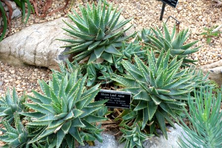 Aloe brevifolia - Brooklyn Botanic Garden - Brooklyn, NY - DSC08089