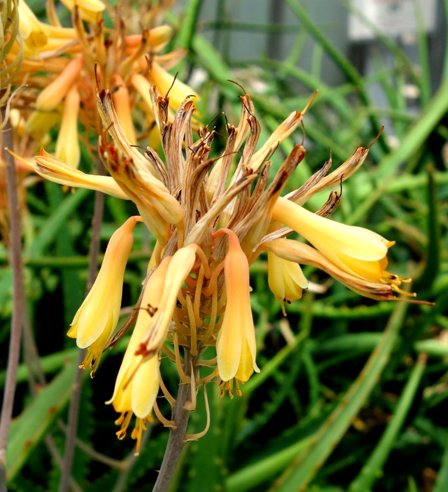 Aloe cameronii - Krohn Conservatory - DSC03544
