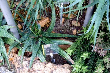 Aloe somaliensis - Wilhelma Zoo - Stuttgart, Germany - DSC01701