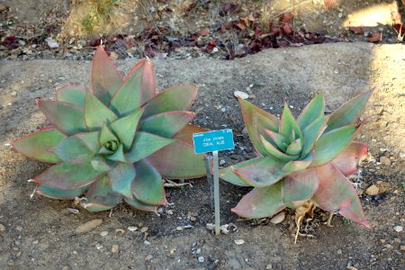 Aloe striata - San Luis Obispo Botanical Garden - DSC05916