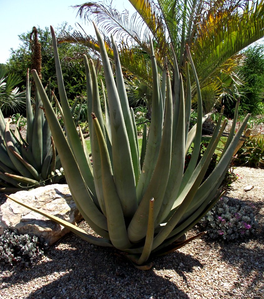 Aloe suzannae