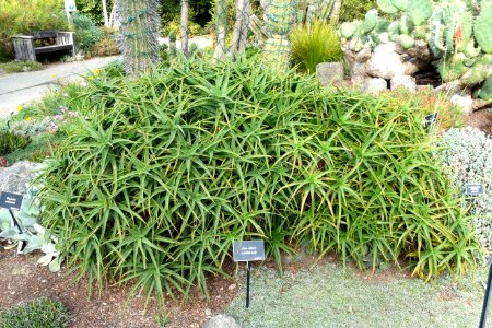 Aloe ciliaris - Mendocino Coast Botanical Gardens - DSC02245