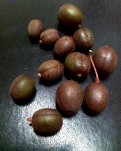 Aloe tormentorii fruits - Mauritius 5