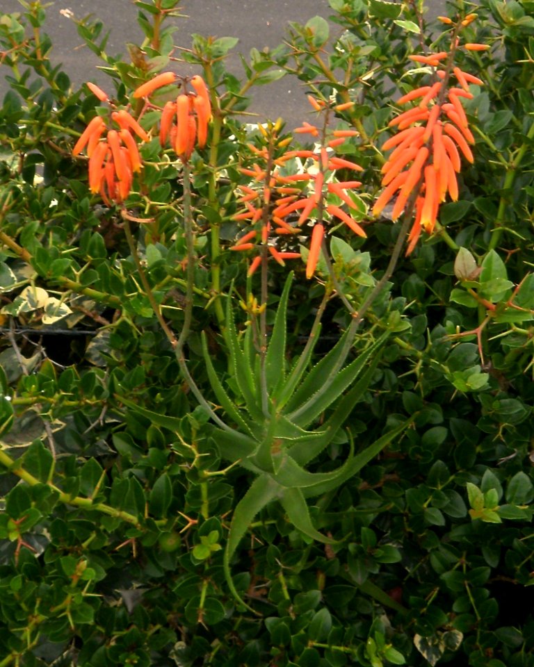 Aloe gracilis - multi-stemmed flower racemes