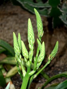 Aloe vacillans (Aloe audhalica) - Botanischer Garten - Heidelberg, Germany - DSC01333