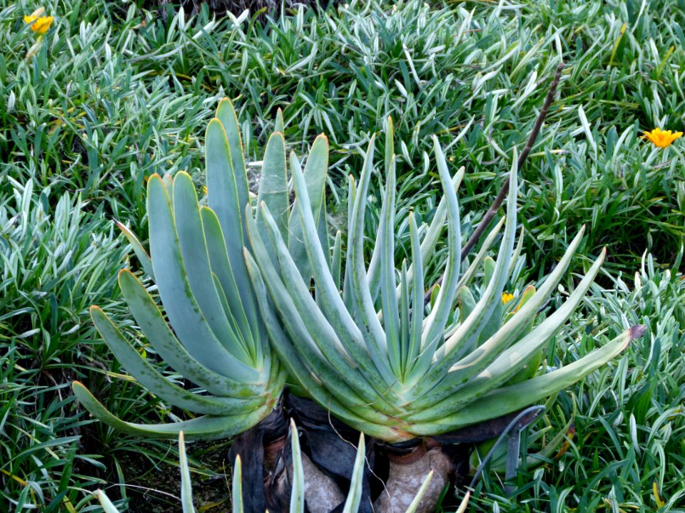 Aloe plicatilis Montjuic