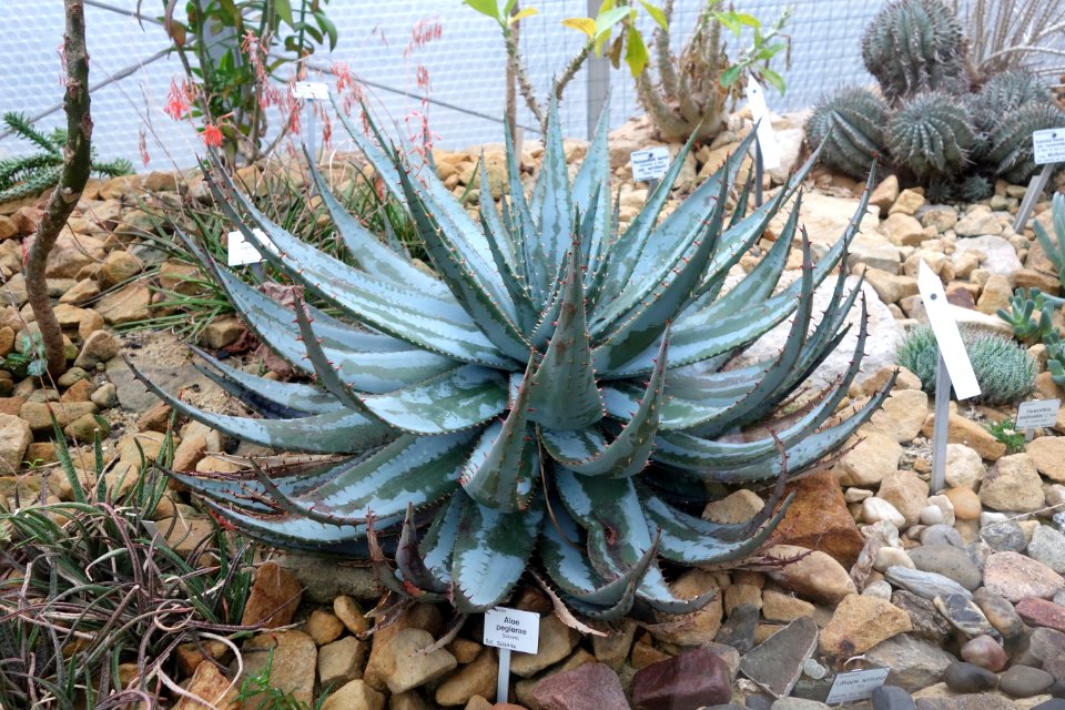 Aloe peglerae - Botanischer Garten, Dresden, Germany - DSC08811