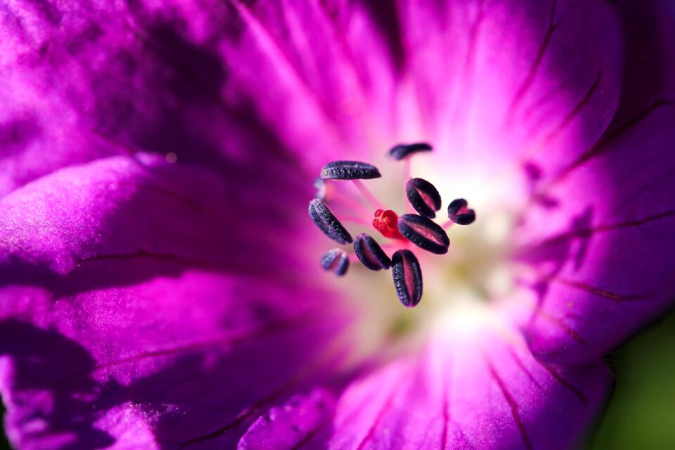 Macro nature plant