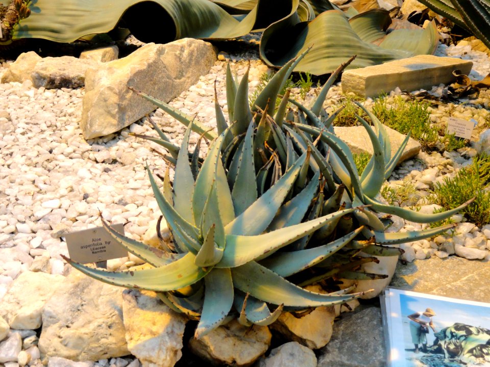Aloe asperifolia - Palmengarten Frankfurt - DSC01749