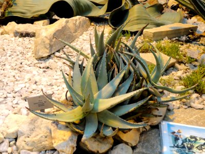 Aloe asperifolia - Palmengarten Frankfurt - DSC01749
