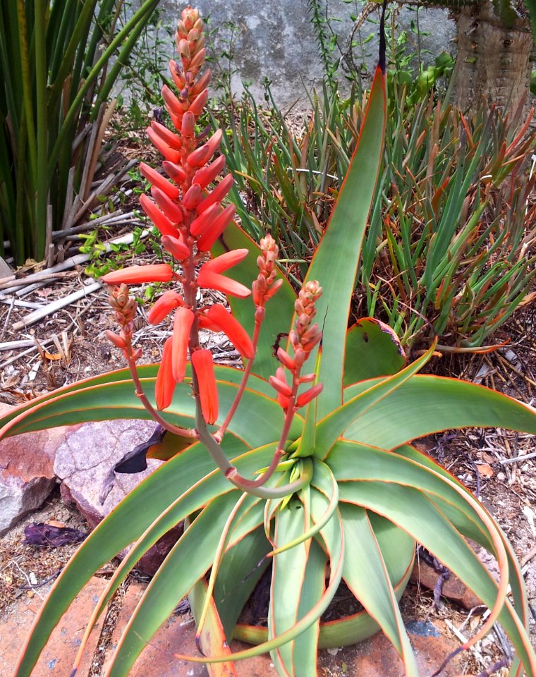 Aloe pulcherrima in cultivation 4