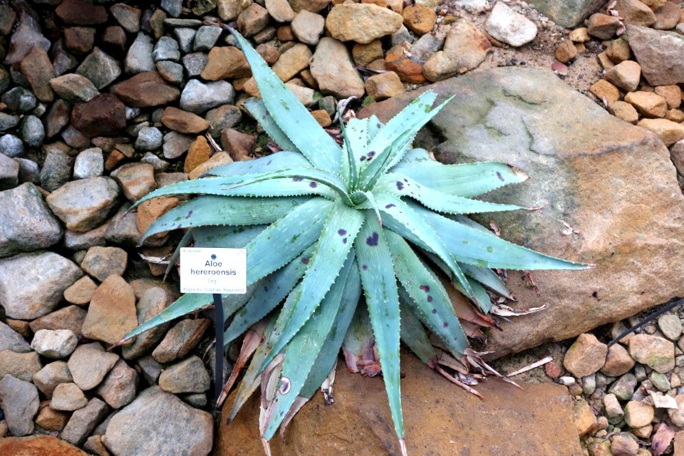 Aloe hereroensis - Botanischer Garten, Dresden, Germany - DSC08921