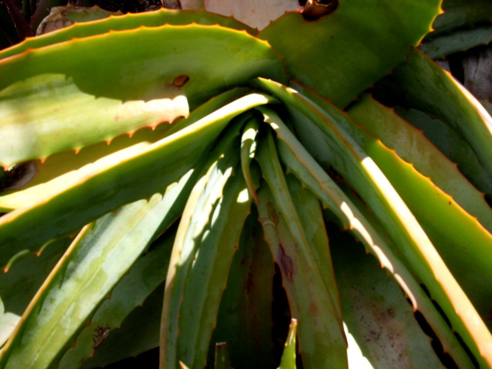 Aloe hardyi - detail of rosette