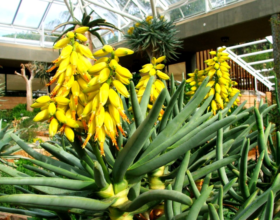 Aloe ramosissima - South Africa