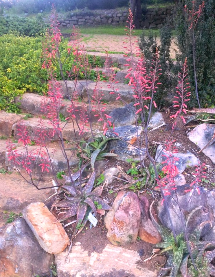 Aloe greenii - pongola 3
