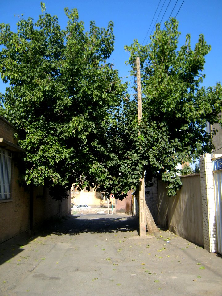 Alley - tree - Behesht st - Nishapur 1