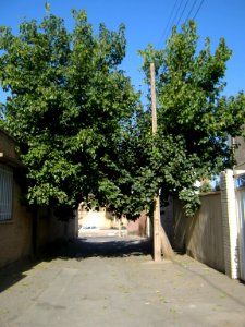 Alley - tree - Behesht st - Nishapur 1
