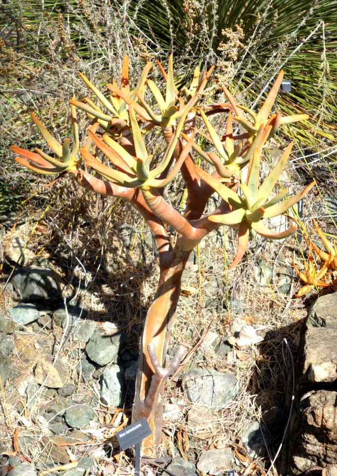 Aloe ramosissima - Leaning Pine Arboretum - DSC05562
