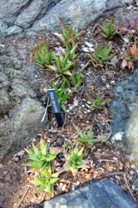 Aloe jucunda - Leaning Pine Arboretum - DSC05768
