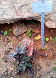 Aloe meyeri - cultivation in Kirstenbosch botanical gardens