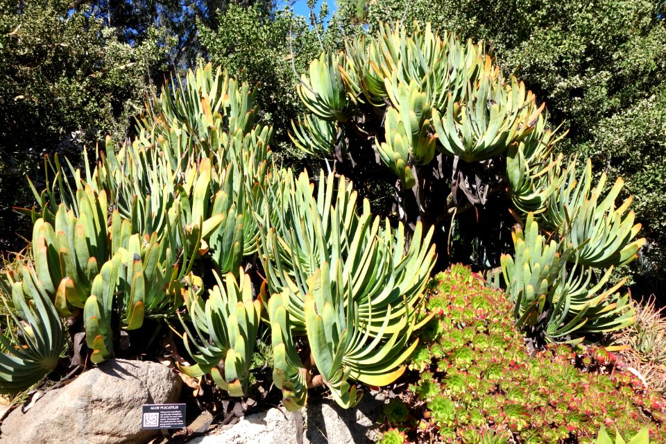 Aloe plicatilis - San Francisco Botanical Garden - DSC09783