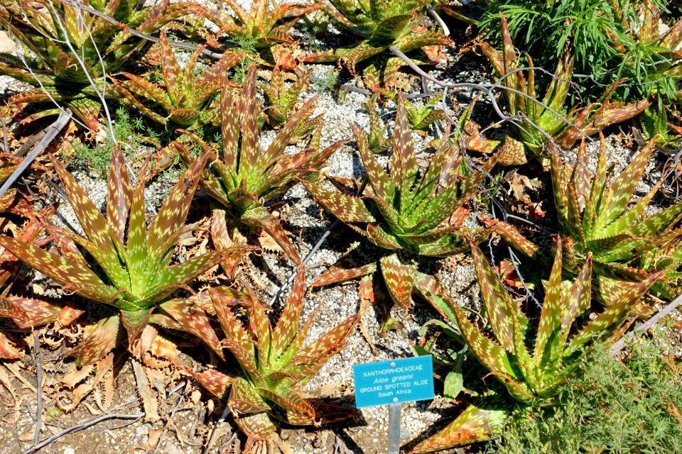 Aloe greenii - Mildred E. Mathias Botanical Garden - University of California, Los Angeles - DSC02875