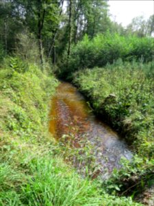 Almer Bach 2