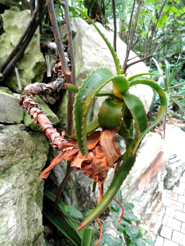 Aloe suarezensis - Palmengarten Frankfurt - DSC01689