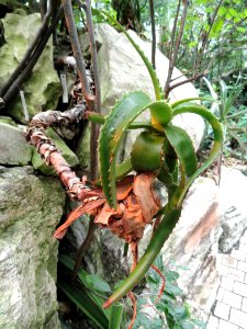 Aloe suarezensis - Palmengarten Frankfurt - DSC01689