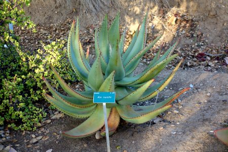 Aloe marlothii - San Luis Obispo Botanical Garden - DSC05912
