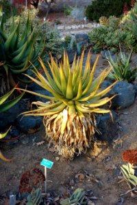 Aloe lineata - San Luis Obispo Botanical Garden - DSC06063