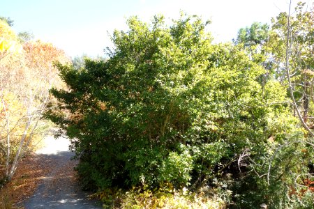 Alnus firma - Quarryhill Botanical Garden - DSC03626