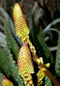 Aloe aculeata - Botanischer Garten - Heidelberg, Germany - DSC01325