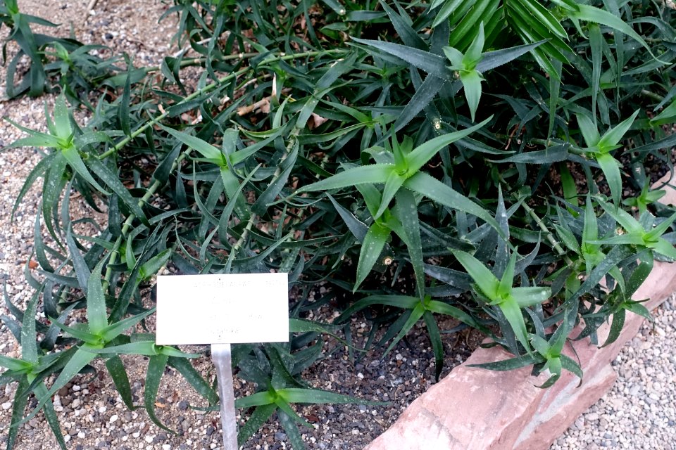 Aloe ciliaris - Botanischer Garten - Heidelberg, Germany - DSC01368