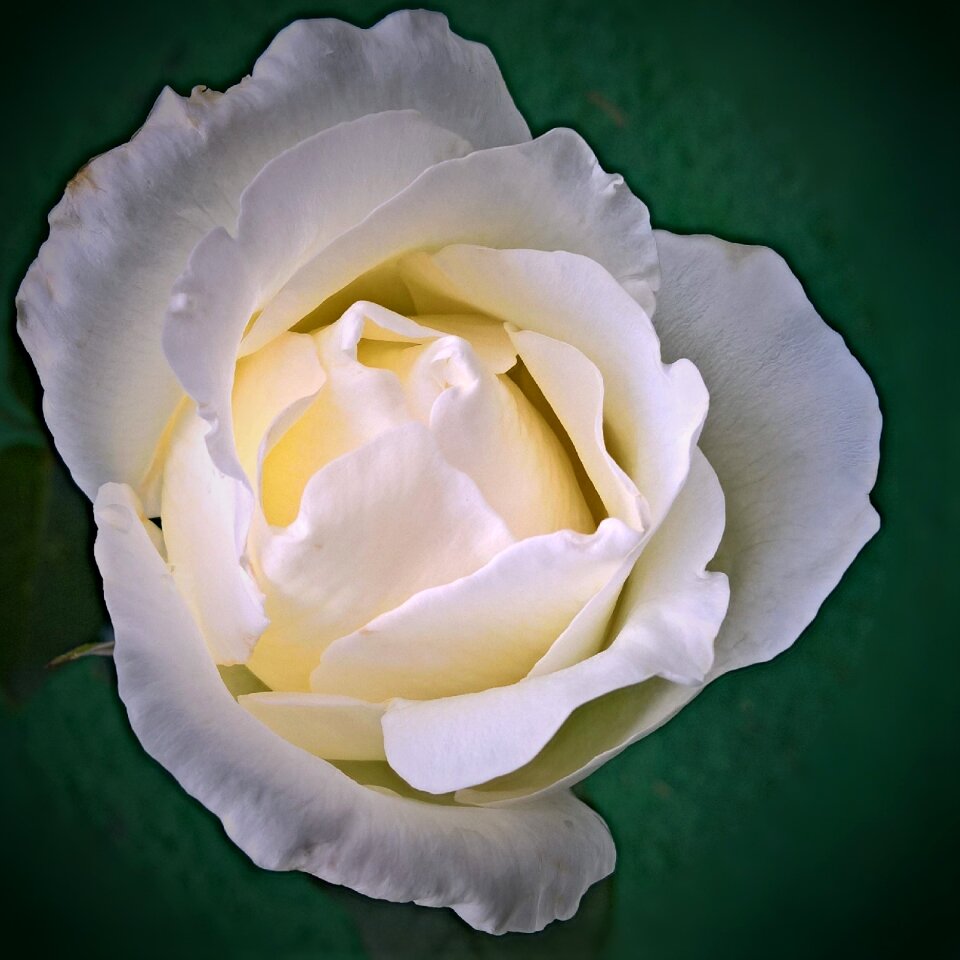 Single bloom close up delicate petals