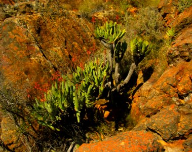 Aloe plicatilis - Fan Aloe - South Africa 33