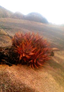 Aloe perfoliata - Paarl Rock - SA 4
