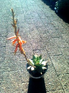 Aloe brevifolia var depressa - Western Cape 3