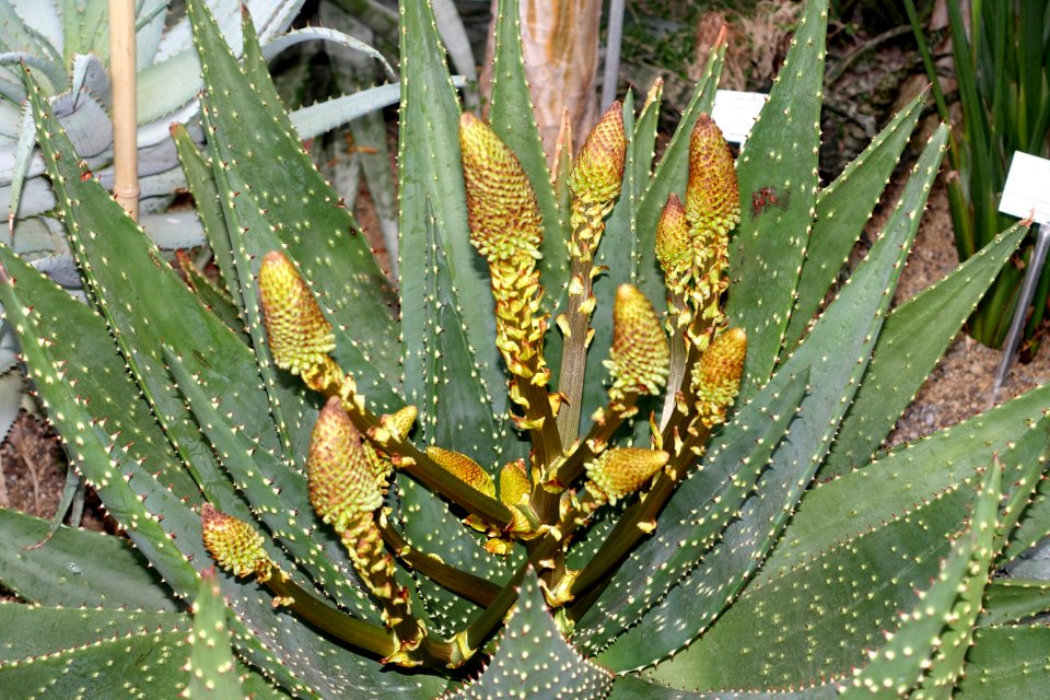 Aloe aculeata - Botanischer Garten - Heidelberg, Germany - DSC01324