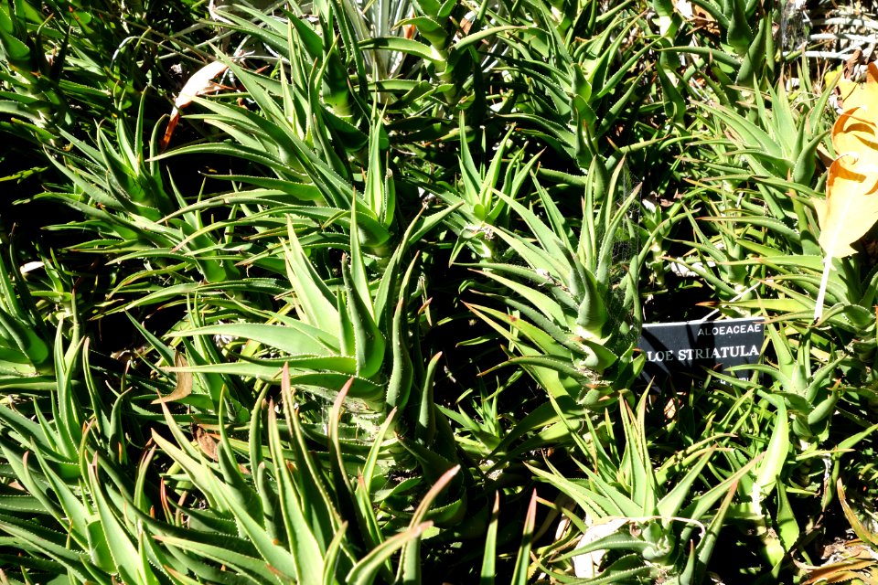 Aloe striatula - San Francisco Botanical Garden - DSC09784