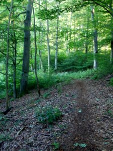 Altenbrak Naturlehrpfad (10)