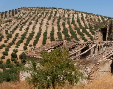 Almond trees, ruined house, Andalusia, Spain photo